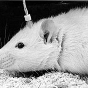 Animales contolados